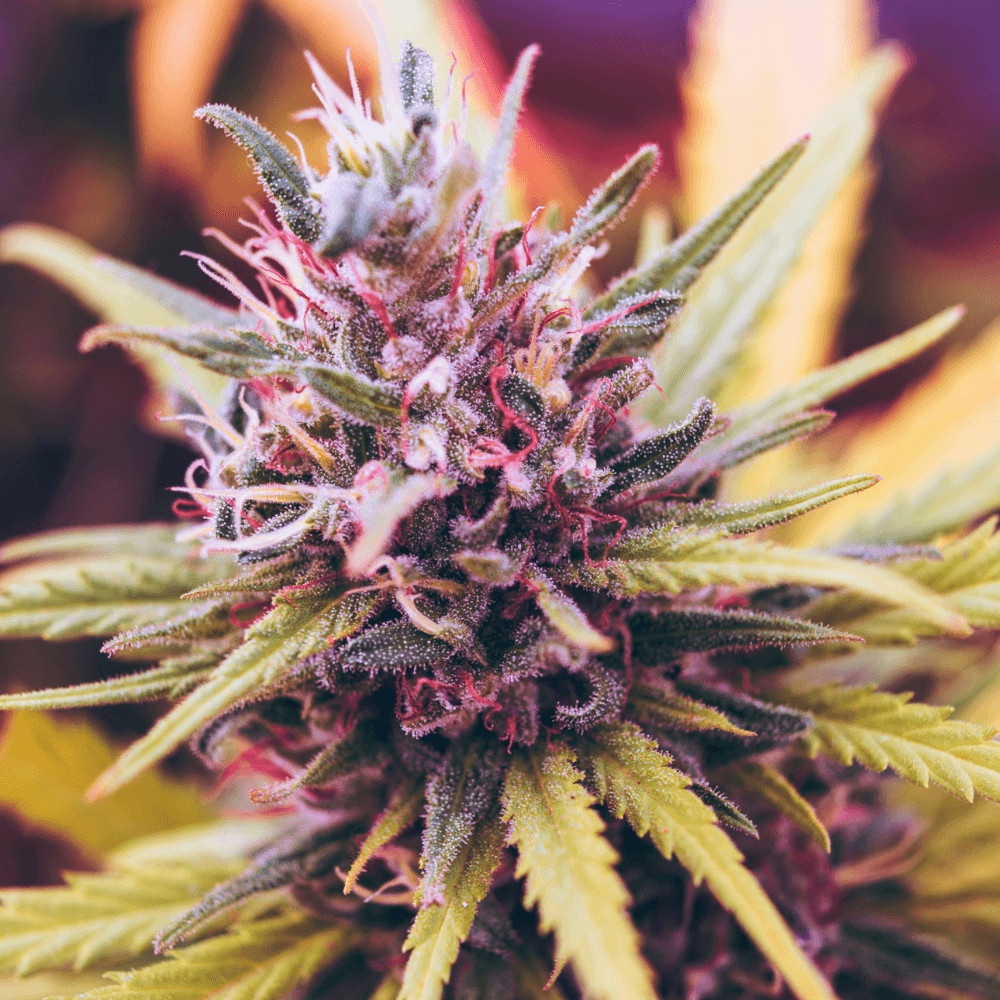 Cannabis Strain Genetics: Read Lineage Like a Pro