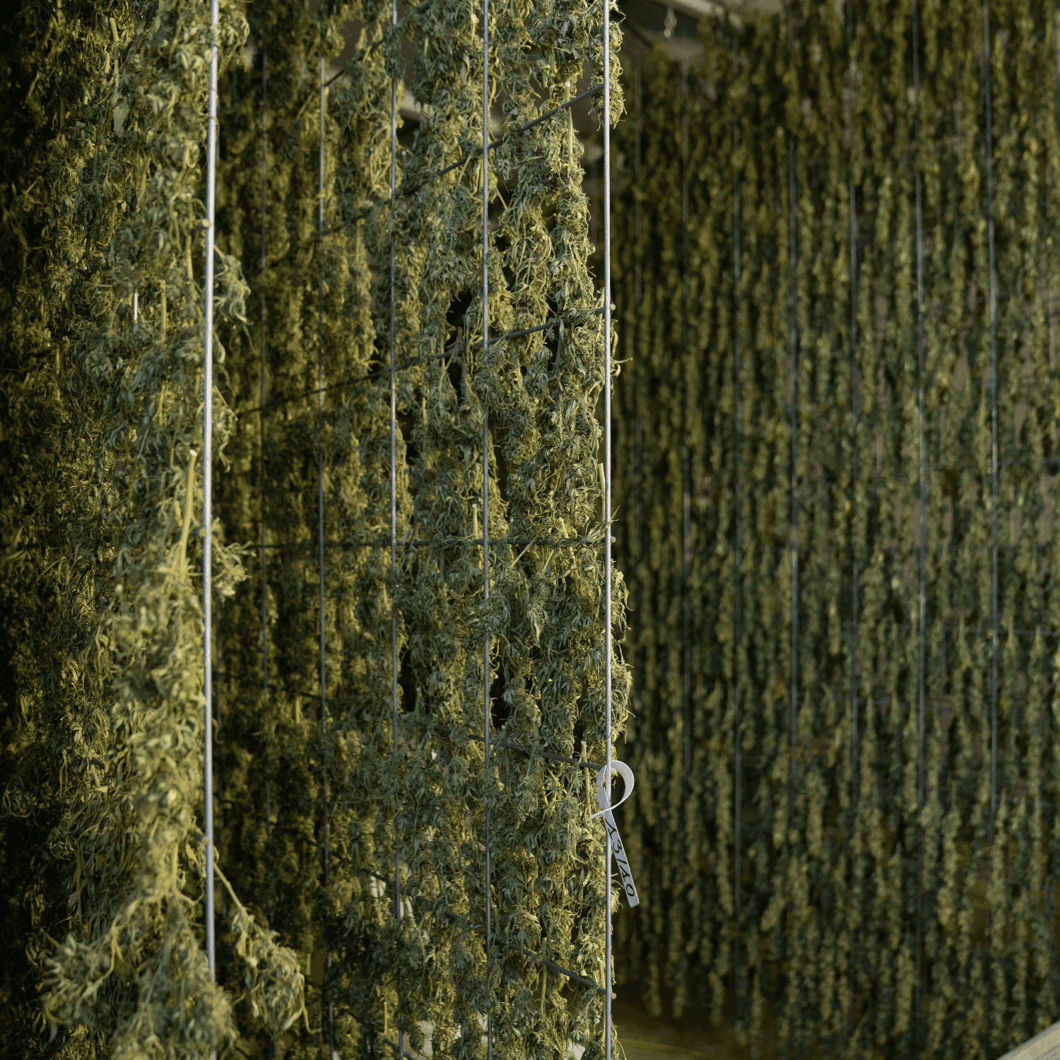 weed drying