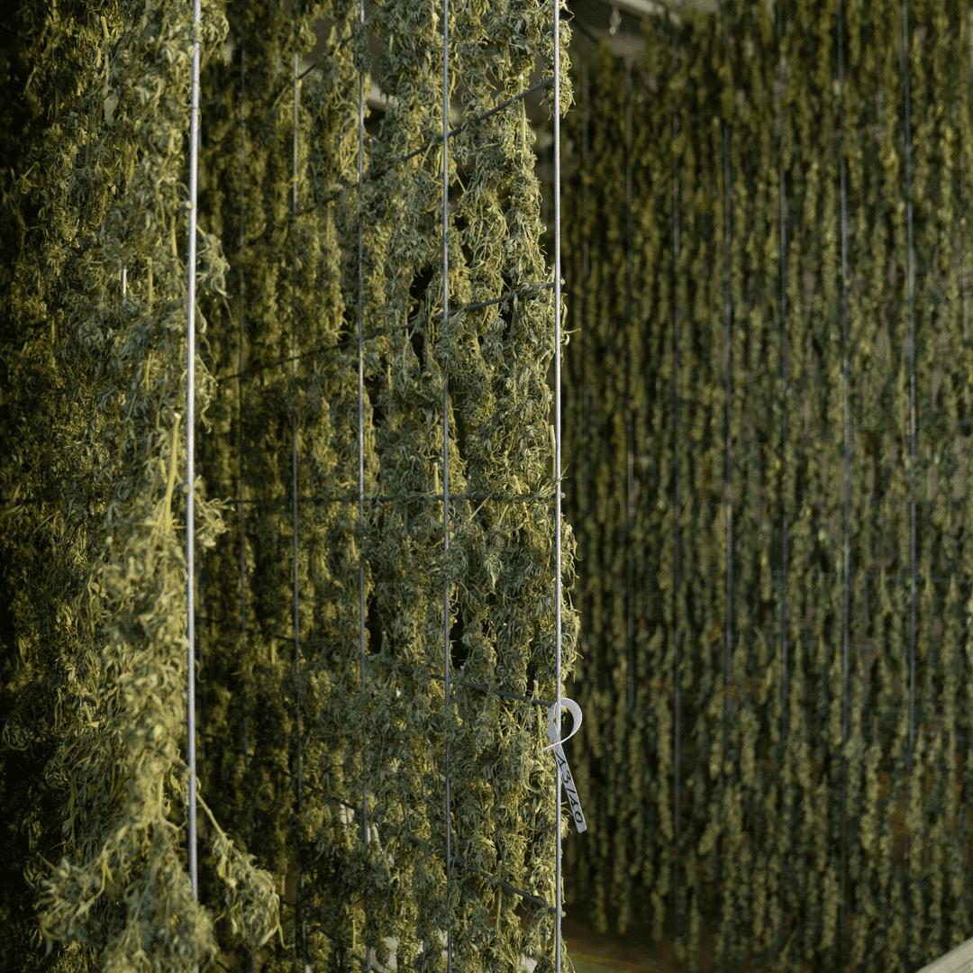 weed drying