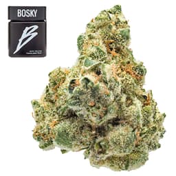 Premium-Bosky Genetics-Kookieland-image-1