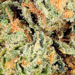 Premium-Hyperwolf-Lemon Headband-image-2