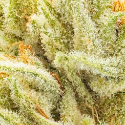 Premium-THC Design-Blue Viper-image-2