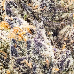 Premium-Traditional-Blue Donut-image-2