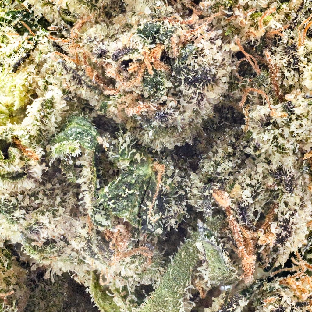 Premium - Traditional - Lime Caviar - image-2