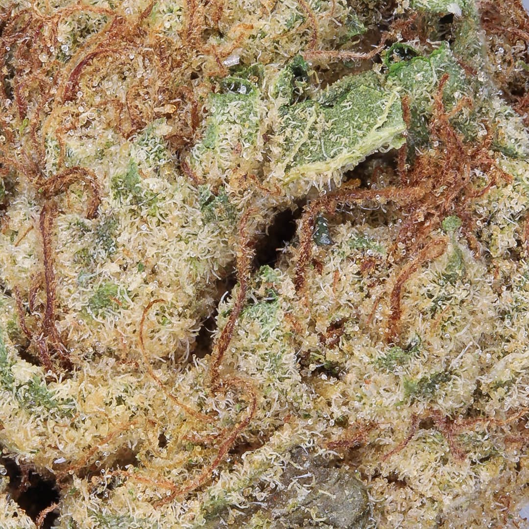 Smaller Buds - Eighth Brother - Apple Fritter Smalls - image-2