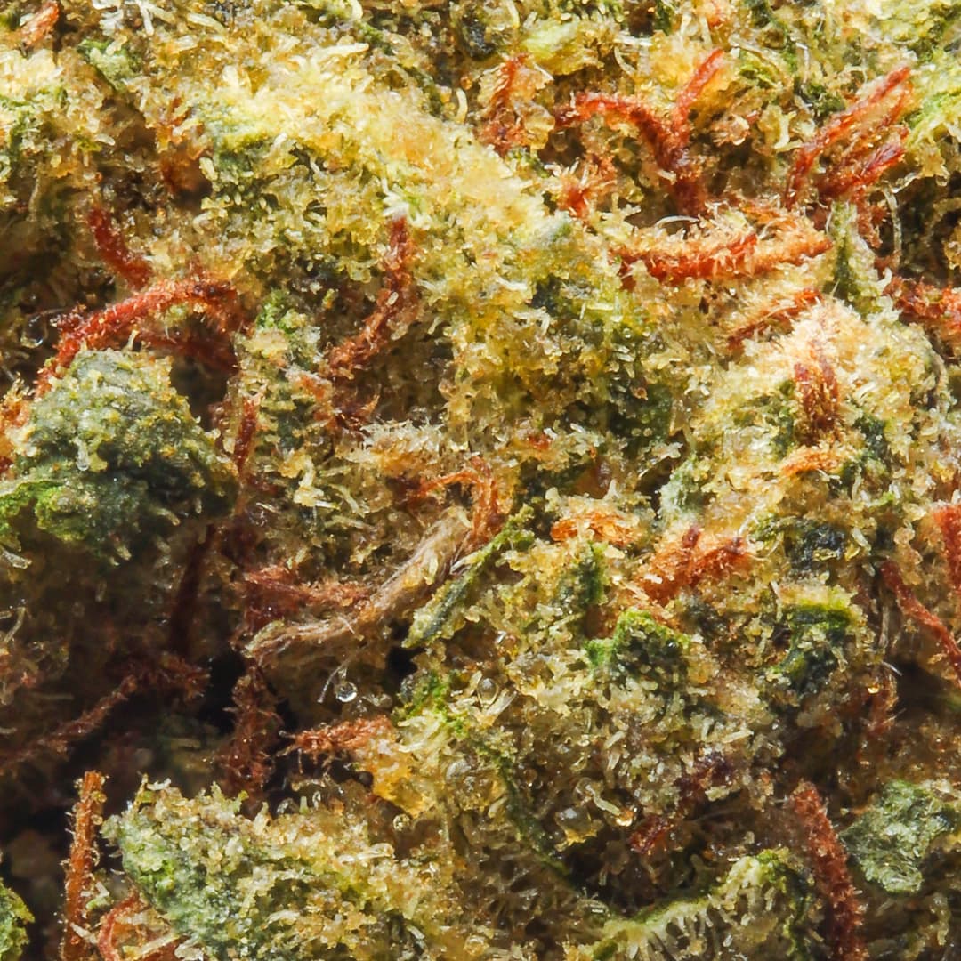 Smaller Buds - Eighth Brother - Maui Waui Smalls - image-2