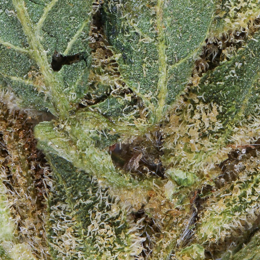 Smaller Buds - Eighth Brother - Ice Cream Cake Smalls - image-2