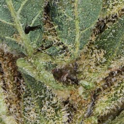 Smaller Buds-Eighth Brother-Ice Cream Cake Smalls-image-2