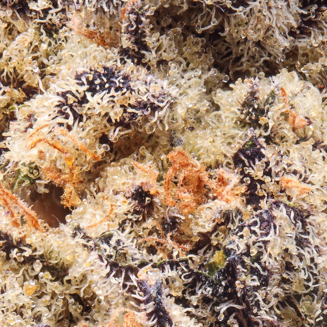 Premium - Alien Labs - Krypto Chronic - image-2