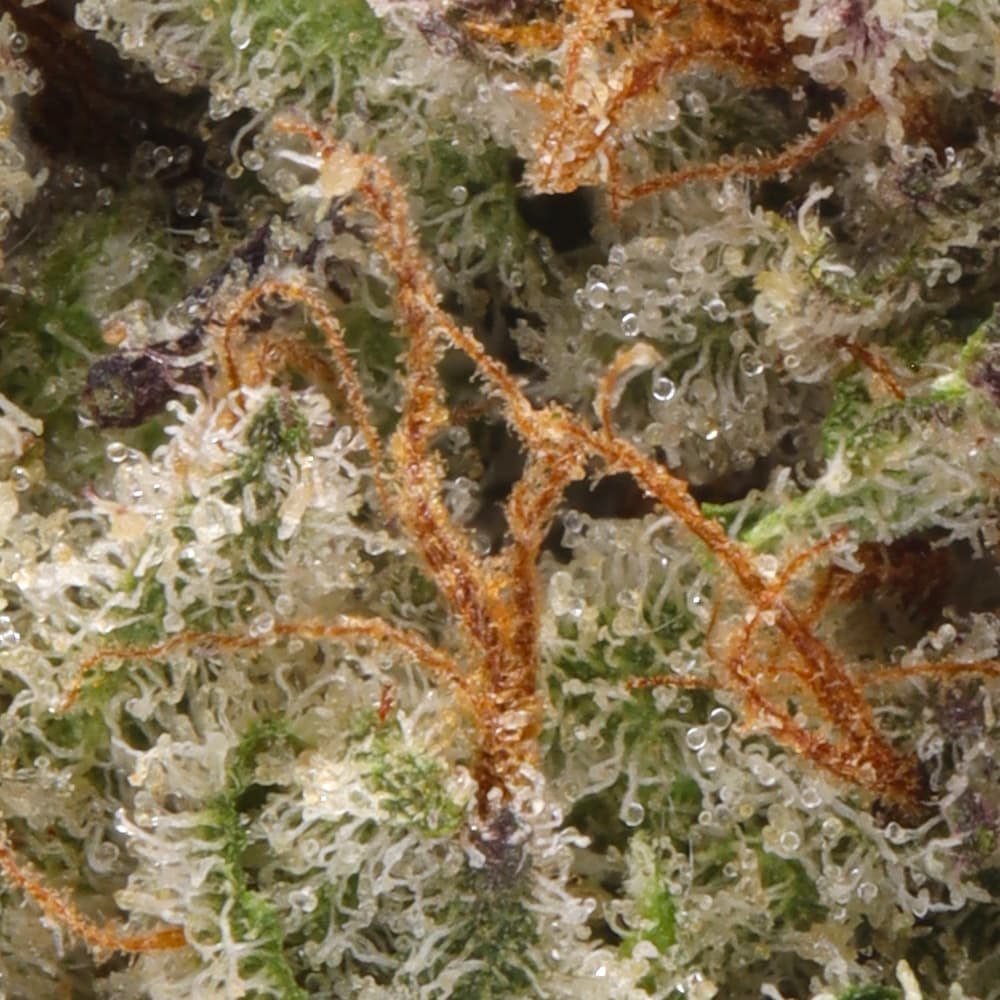 Premium - Alien Labs - Biskanté - image-2