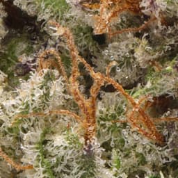 Premium-Alien Labs-Biskanté-image-2
