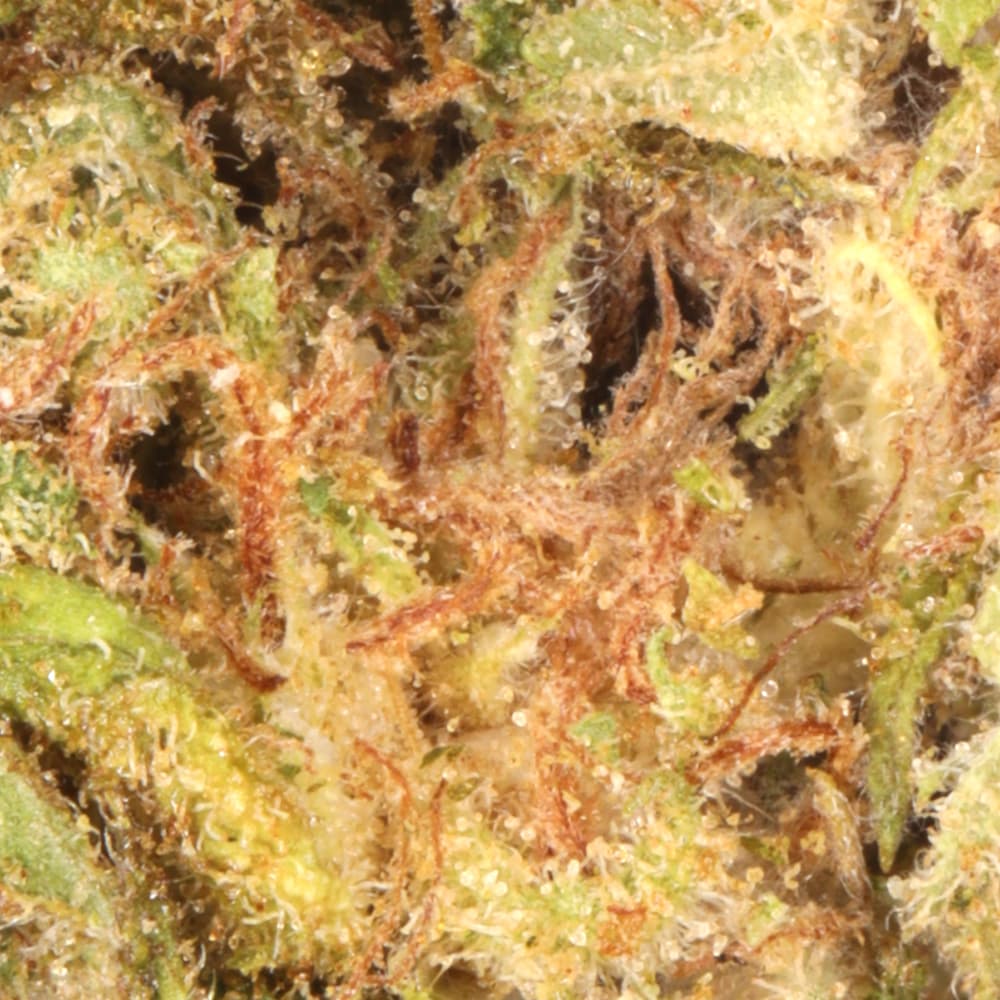 Budget Friendly - Astronauts - Space Belts - image-2