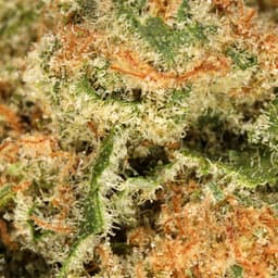 Budget Friendly-Hyperwolf-Blueberry Skunk Half Ounce-image-2