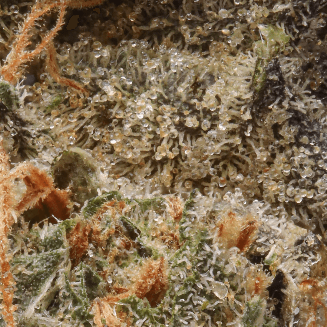 Premium - Cannabiotix - Blue Flame OG - image-2