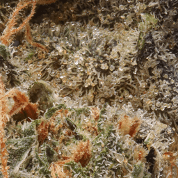 Premium-Cannabiotix-Blue Flame OG-image-2