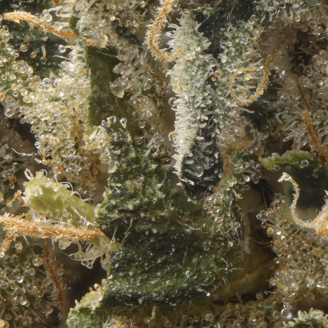 Premium - Cannabiotix - Dropane - image-2