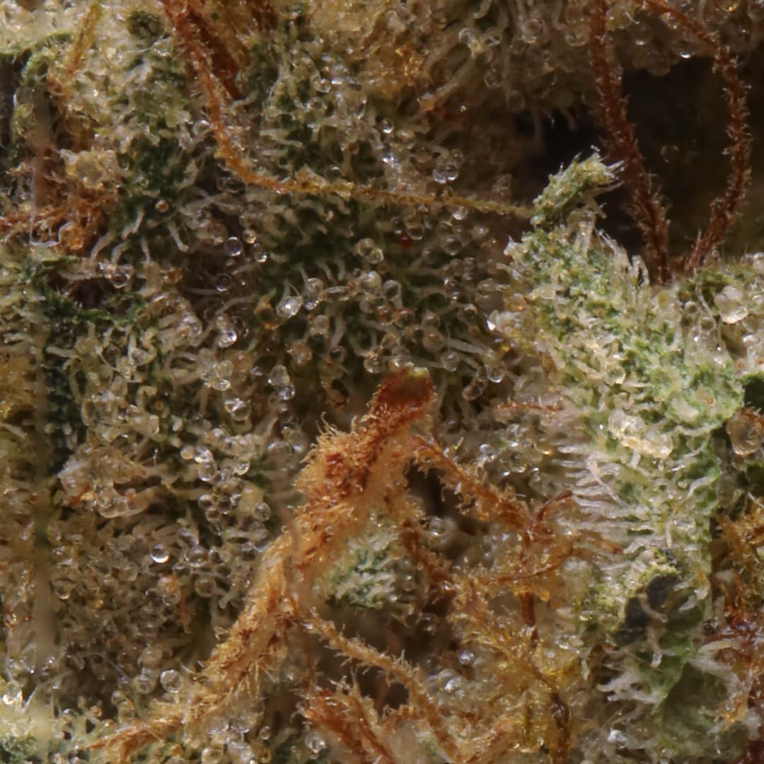 Premium - Cannabiotix - Grand Master - image-2