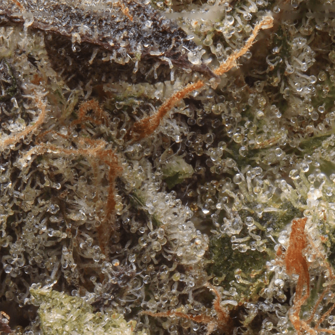 Premium - Cannabiotix - Grape Gasby - image-2