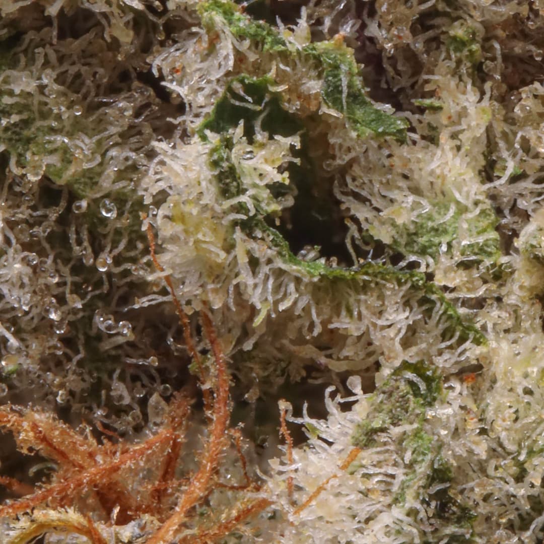 Premium - Cannabiotix - Mount Zereal Kush - image-2