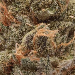 Premium-Cannabiotix-Sweet N' Sour-image-2