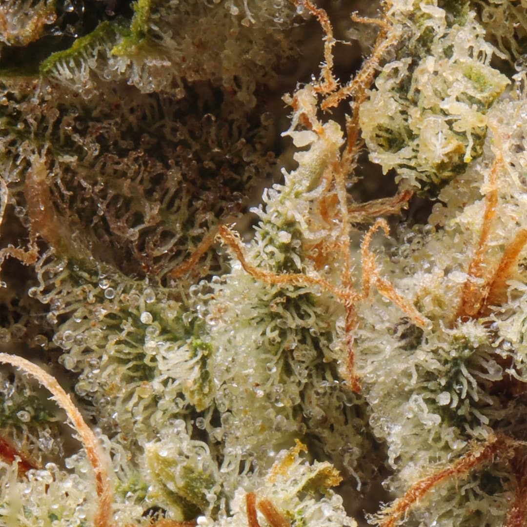 Premium - Cannabiotix - Tropicanna - image-2