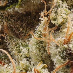 Premium-Cannabiotix-Tropicanna-image-2