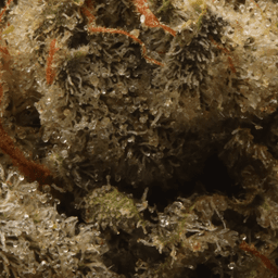 Premium-Cannabiotix-White Walker OG-image-2