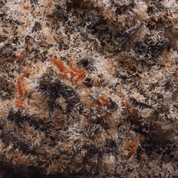 Premium-Cream of The Crop-Illemonati-image-2