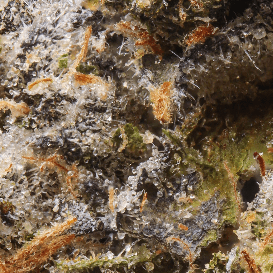 Premium - Claybourne Co. - Banana Sherbet - image-2