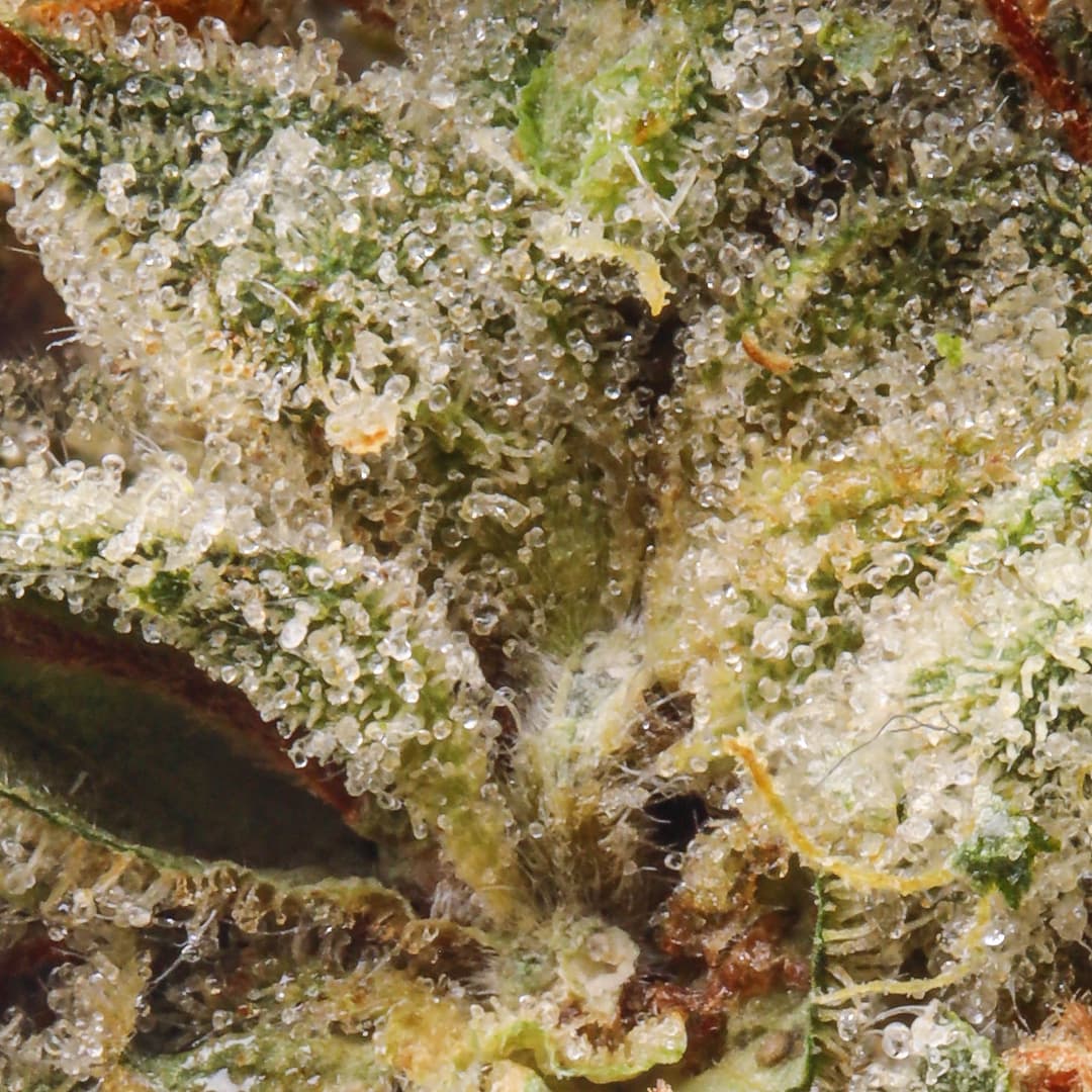 Premium - Claybourne Co. - Black Triangle OG - image-2