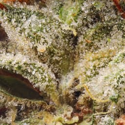 Premium-Claybourne Co.-Black Triangle OG-image-2