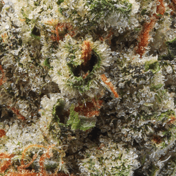 Premium-Claybourne Co.-King Louis OG-image-2