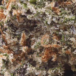 Premium-Claybourne Co.-Lemon Cherry Gelato-image-2