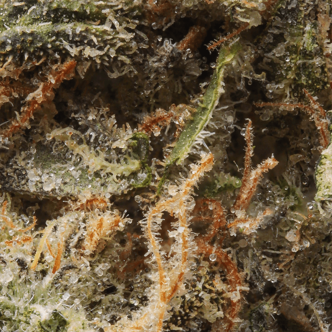 Premium - Claybourne Co. - Mule Fuel - image-2