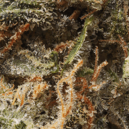 Premium-Claybourne Co.-Mule Fuel-image-2