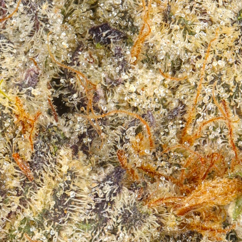 Premium - Claybourne Co. - Cobra Kush - image-2