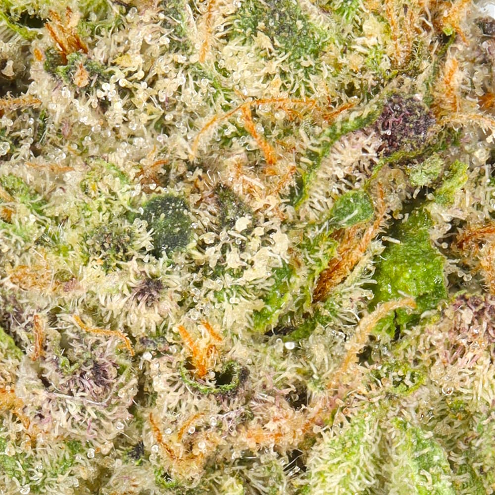 Premium - Claybourne Co. - Gas Plant - image-2