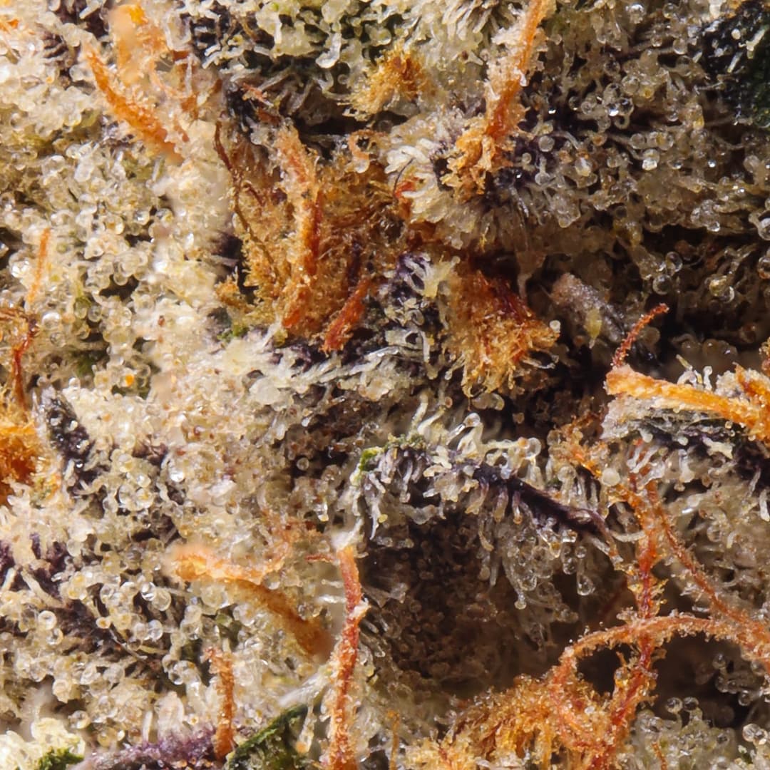 Premium - Connected Cannabis Co. - Silver Spoon - image-2