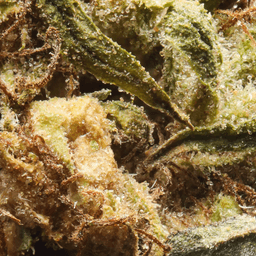 Smaller Buds-Eighth Brother-Northern Lights Smalls-image-2