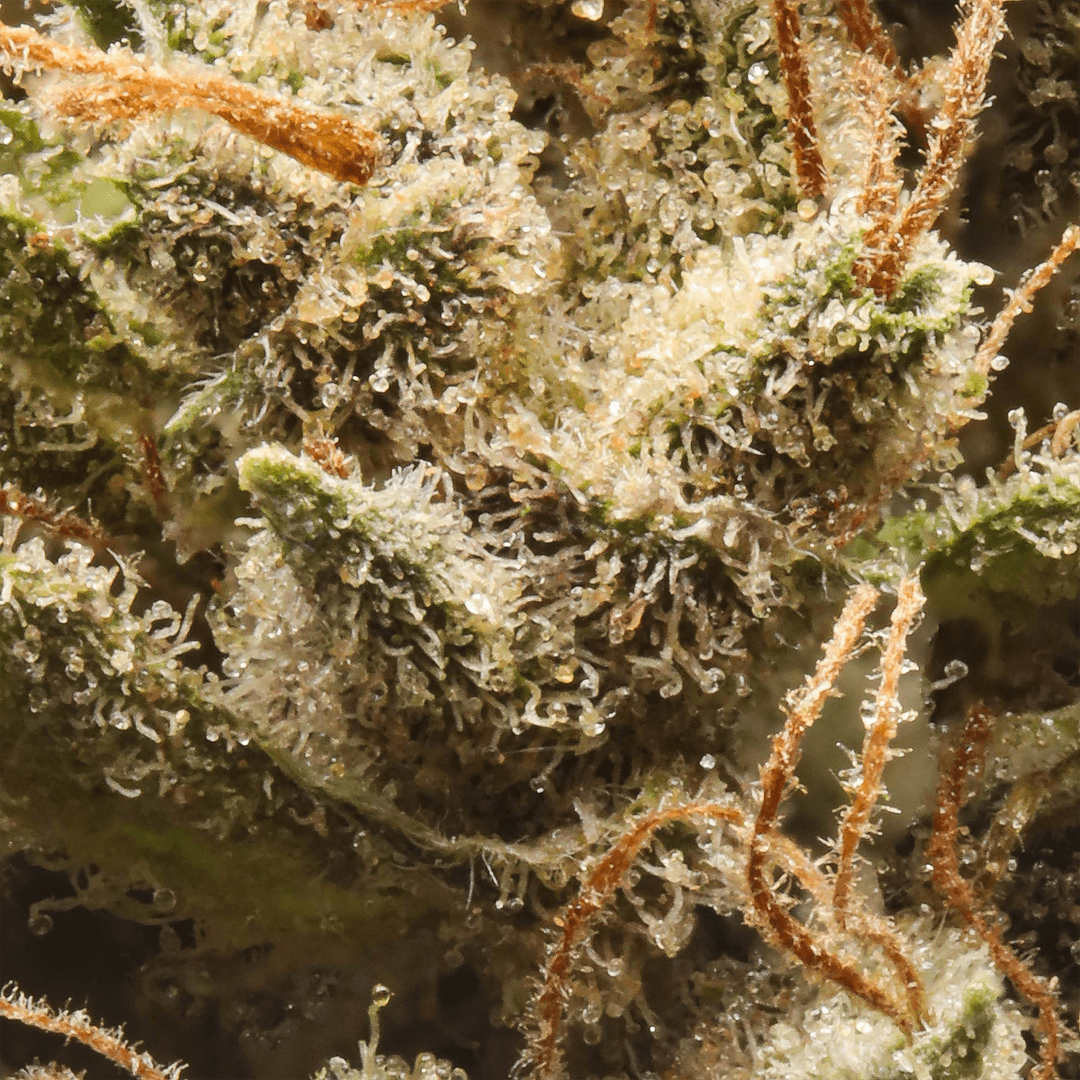 Budget Friendly - Eighth Brother - Blackberry Kush Quarter Ounce - image-2