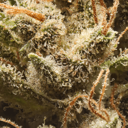 Budget Friendly-Eighth Brother-Blackberry Kush Quarter Ounce-image-2