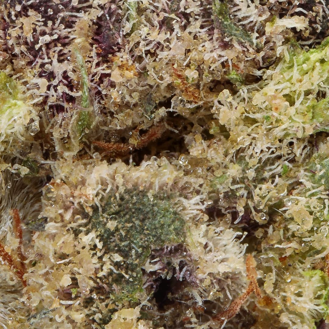 Smaller Buds - Field's Family Farmz - Jelly Mints Smalls - image-2