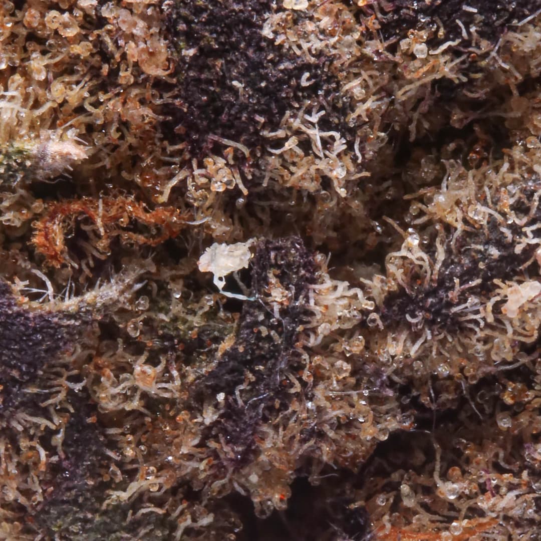 Budget Friendly - Field's Family Farmz - Mimosa - image-2