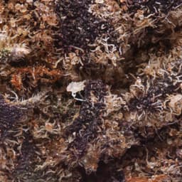 Budget Friendly-Field's Family Farmz-Mimosa-image-2