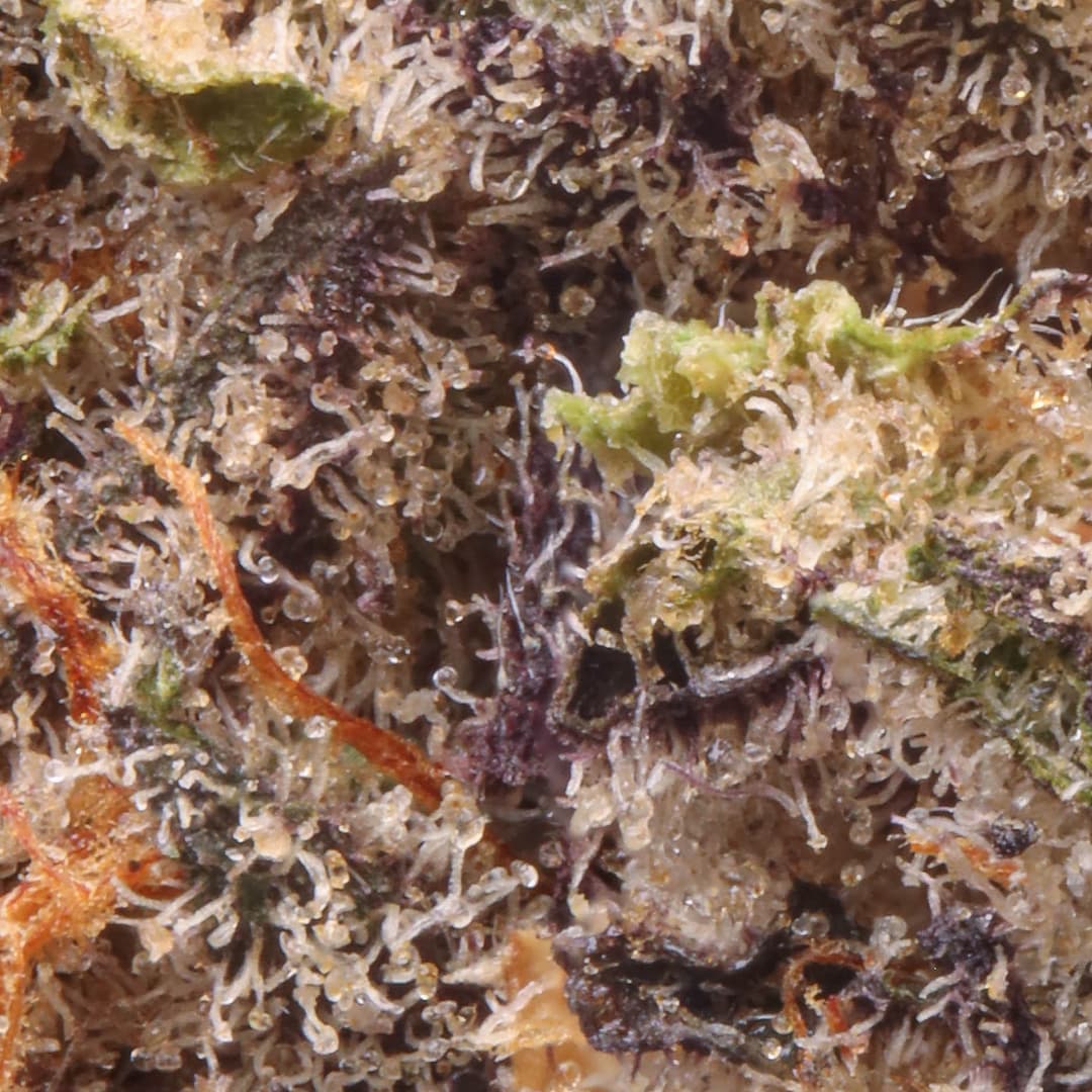 Premium - Field's Family Farmz - Only Fanz - image-2