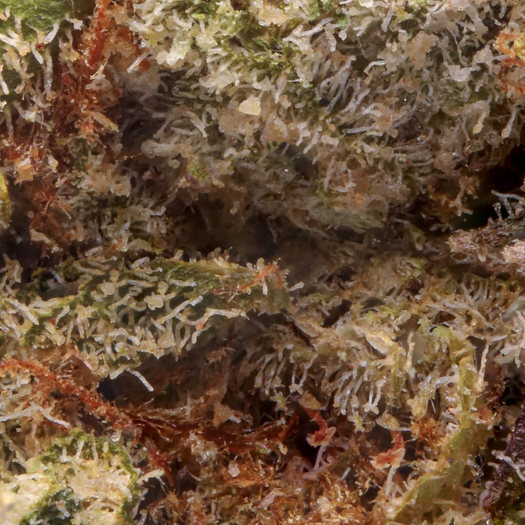 Premium - Field's Family Farmz - Zkittlez Pie - image-2