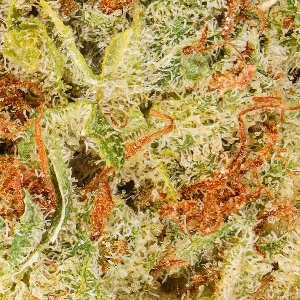 Premium - Field's Family Farmz - Zaburstz Half Ounce - image-2