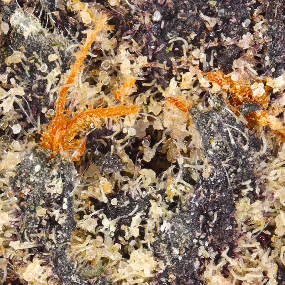 Smaller Buds - Fleetwood Flower Company - Runtz Smalls - image-2