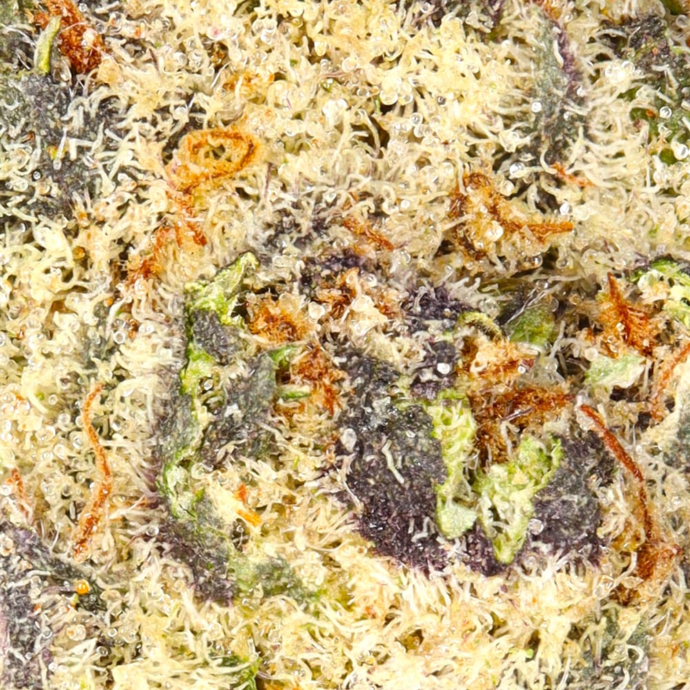 Smaller Buds - Fleetwood Flower Company - Strawberry Shortcake Smalls - image-2