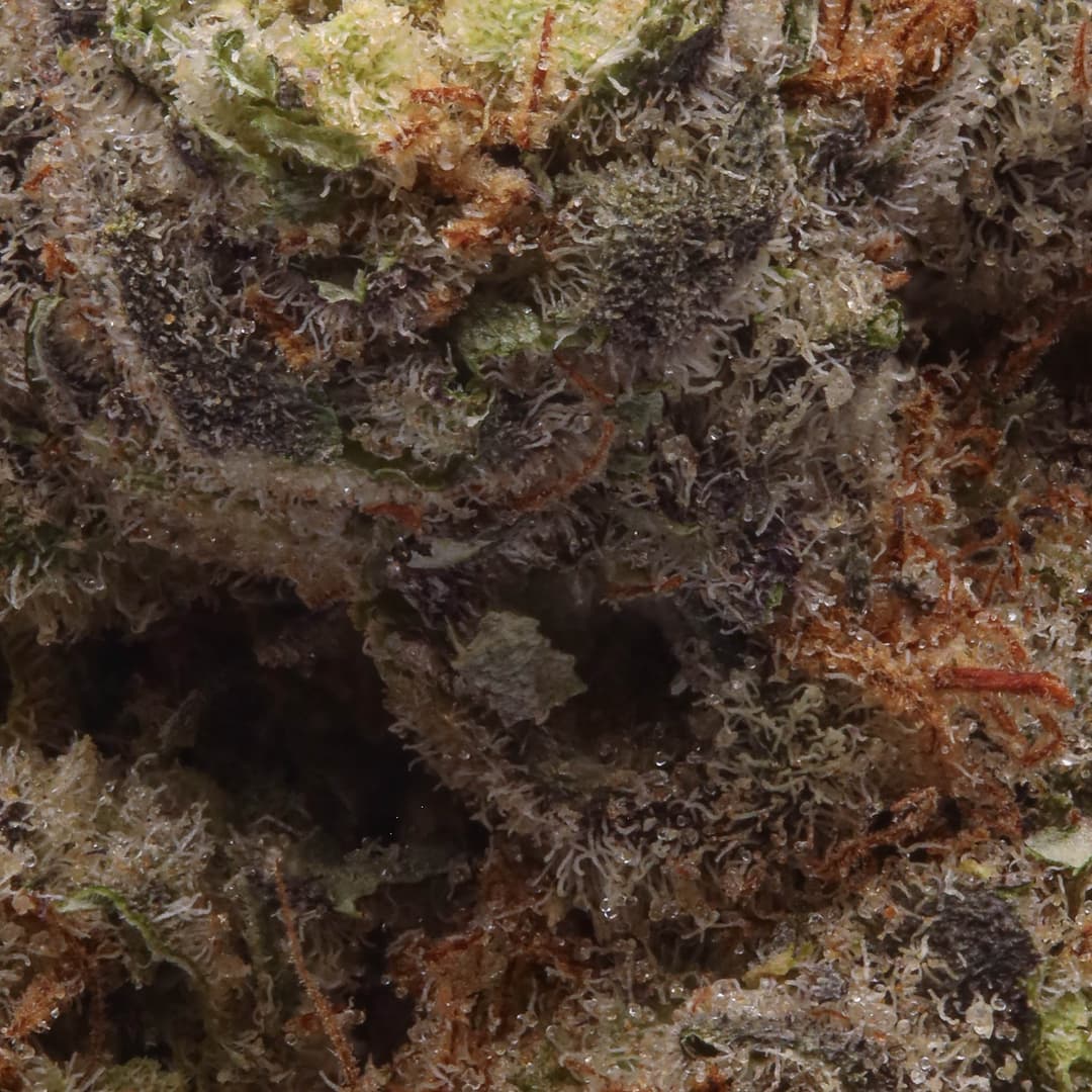 Premium - Hyperwolf - Strawberry Haze - image-2